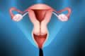 Functions of Uterus (the womb)