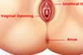 External Sexual Organ - Openings in Female Genital Area