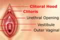 External Sexual Organ - Clitoris