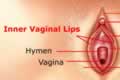 External Sexual Organ - Inner Vaginal Lips (Labia Minora)