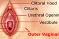 External Sexual Organ - Outer Vaginal Lips (Labia Majora)