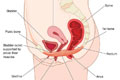 Pelvic Floor Muscles - Pubo-Coccygeal (PC) Muscle Group