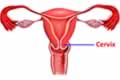 Internal Sexual Organ - Cervix