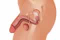 Internal Male Reproductive Organs - Testes and Pampiniform Plexus
