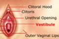 External Sexual Organ -  Vestibule