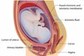 Formation of Baby (Reproduction)